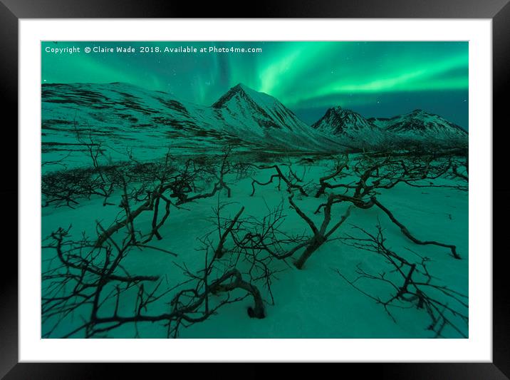 Northern Lights over Snow and Dead Trees Framed Mounted Print by Claire Wade