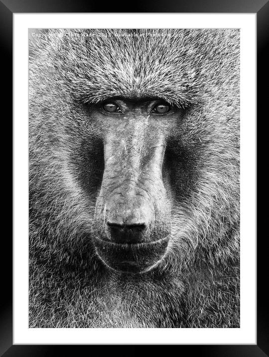 Baboon Face in Black and White Framed Mounted Print by Claire Wade