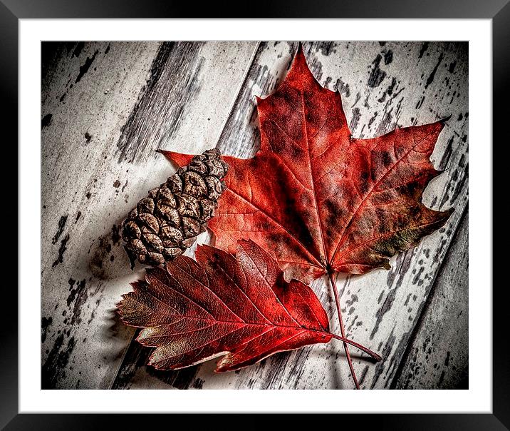  An Autumn Bounty Framed Mounted Print by Tim Clay