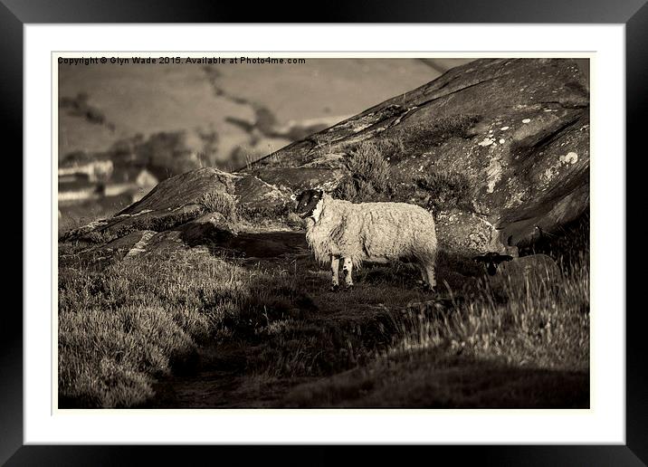  Sheep on the Rocks Framed Mounted Print by Glyn Wade