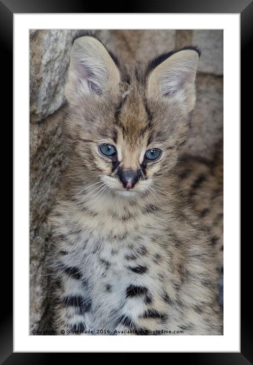 Blue Eyes Framed Mounted Print by Glyn Wade