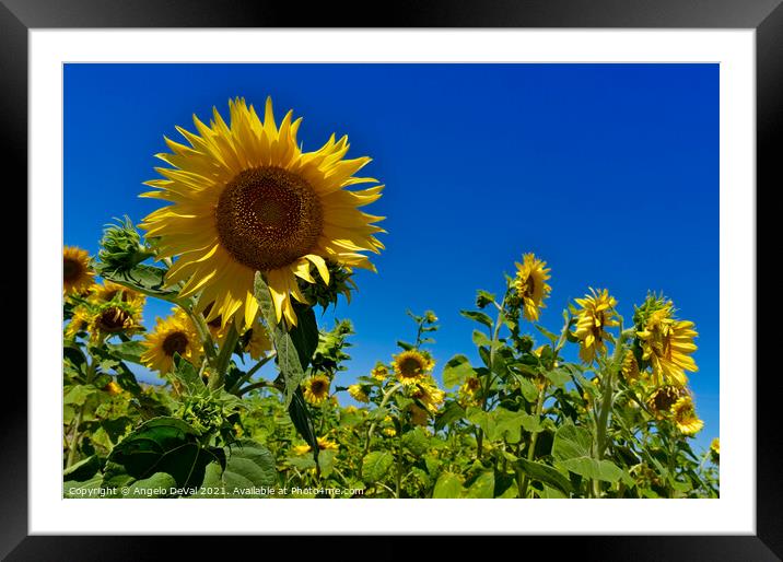 Lost Among Sunflowers Framed Mounted Print by Angelo DeVal