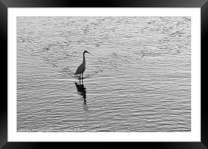 White Heron in Ria Formosa - Monochrome Framed Mounted Print by Angelo DeVal