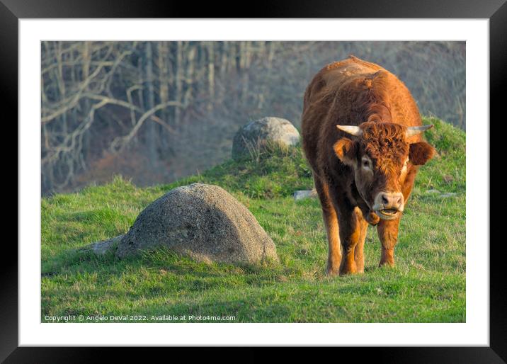 Brown Ox in The Algarve Countryside Framed Mounted Print by Angelo DeVal