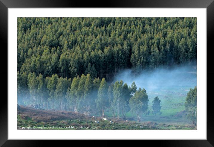 Foggy Tree Forest in Monchique Framed Mounted Print by Angelo DeVal