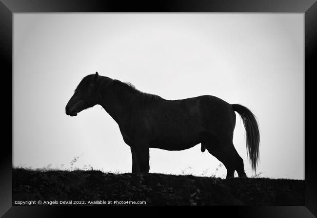 A Horse Named Monochrome Framed Print by Angelo DeVal