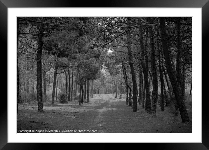 Forest of Monte Gordo in Monochrome Framed Mounted Print by Angelo DeVal