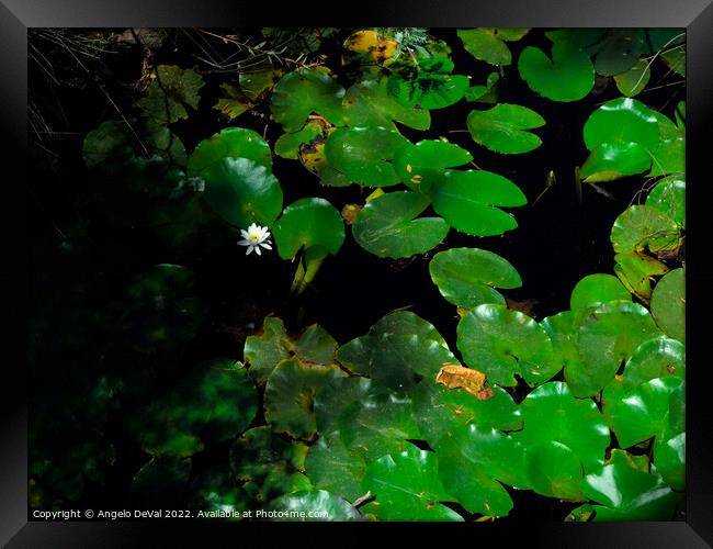 Water Lillies and Shade Framed Print by Angelo DeVal