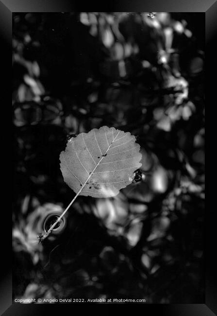 Single Leaf Floating on Pond in Monochrome Framed Print by Angelo DeVal