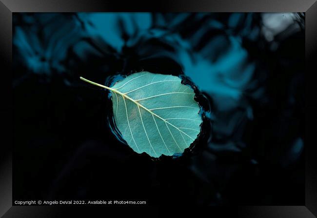 Relaxing Leaf on Pond Framed Print by Angelo DeVal