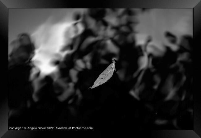 Leaf on Dark Pond in Monochrome Framed Print by Angelo DeVal