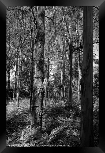Eucalyptus Forest in Lousa - Monochrome Framed Print by Angelo DeVal