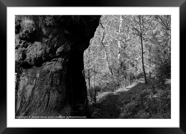 Tree by the Trail in Lousa - Monochrome Framed Mounted Print by Angelo DeVal
