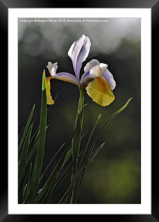 Yellow and Purple Spring Orchid  Framed Mounted Print by Angelo DeVal