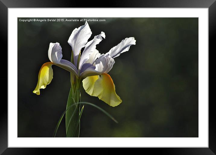 Yellow and Purple Garden Orchid  Framed Mounted Print by Angelo DeVal