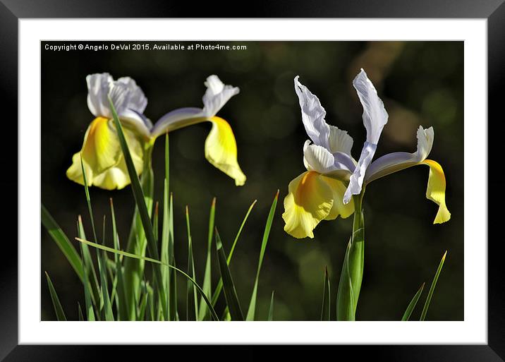  The Other Half. Yellow and purple garden orchids Framed Mounted Print by Angelo DeVal