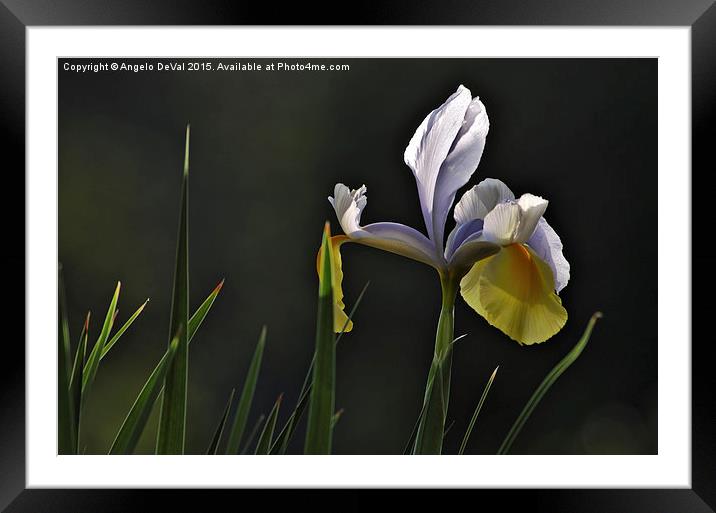 Garden Orchid and Leaves  Framed Mounted Print by Angelo DeVal