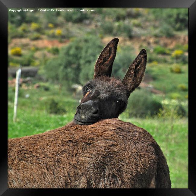 Curious Donkey Poses in Lush Pasture Framed Print by Angelo DeVal