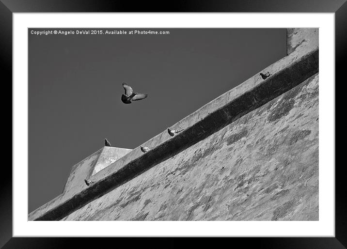 Pigeons flying in front of the canon battery in Po Framed Mounted Print by Angelo DeVal