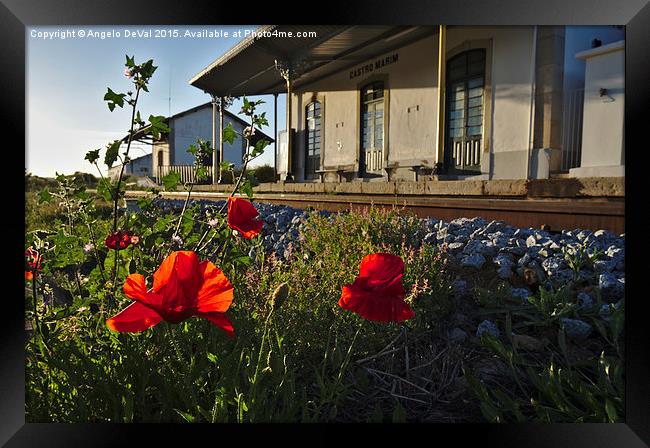 Poppy flowers in front of a train station in Castr Framed Print by Angelo DeVal