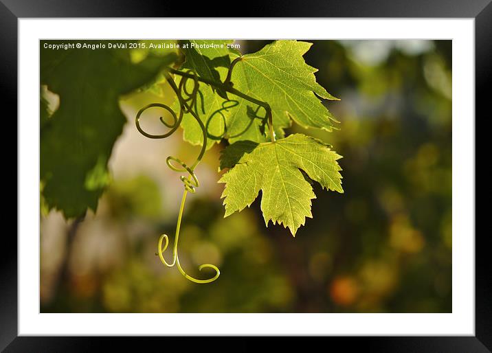 Mediterranean Grape Vine  Framed Mounted Print by Angelo DeVal