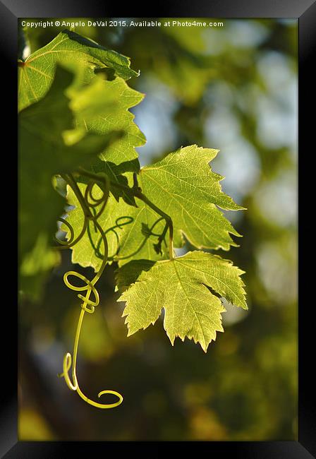 Serene Mediterranean Vineyard Framed Print by Angelo DeVal