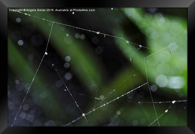 Spider Lines. Macro of Spiderweb Framed Print by Angelo DeVal