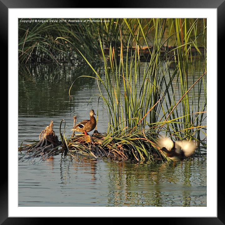 A Ducks Life  Framed Mounted Print by Angelo DeVal