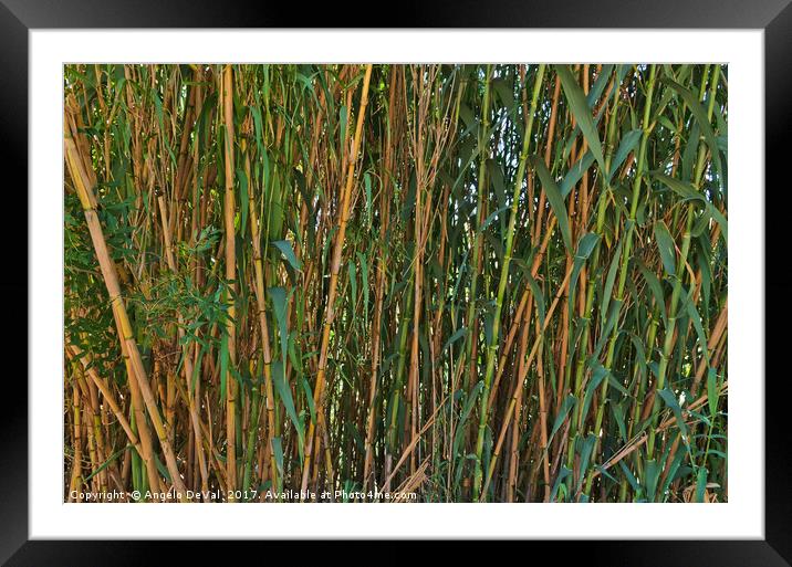 Wild Bamboo Wall Framed Mounted Print by Angelo DeVal