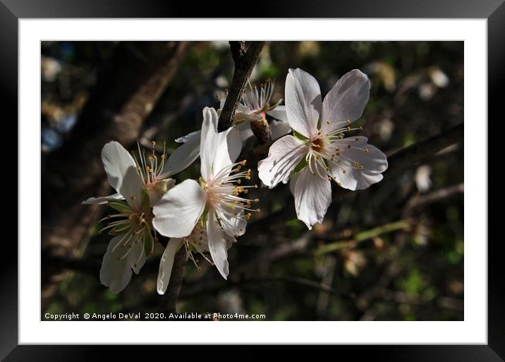 Almond Flowers Blossoms of Spring Framed Mounted Print by Angelo DeVal