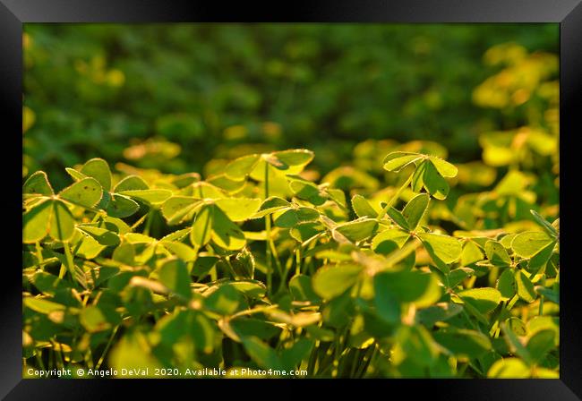 Clovers covered by warm light Framed Print by Angelo DeVal