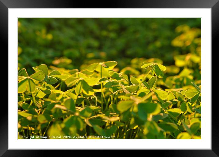 Clovers covered by warm light Framed Mounted Print by Angelo DeVal
