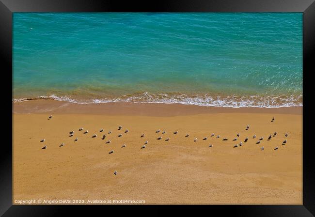 Seagulls Relaxing in Deserta Beach Framed Print by Angelo DeVal