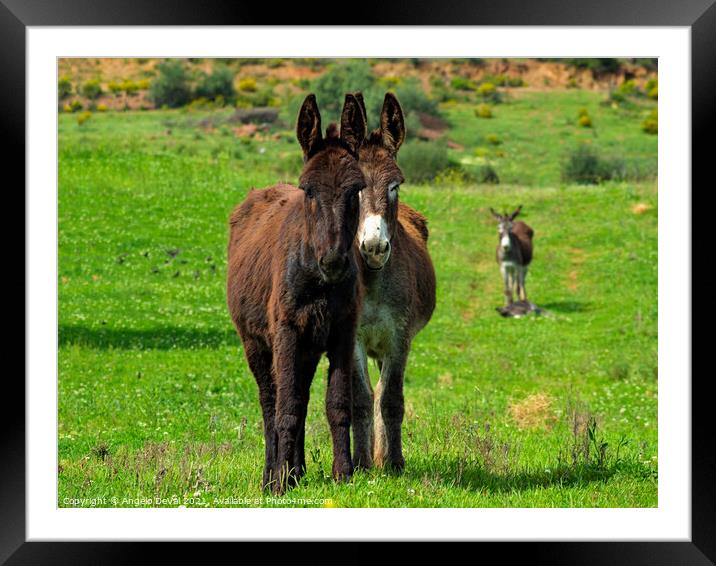Donkeys on Springtime Framed Mounted Print by Angelo DeVal