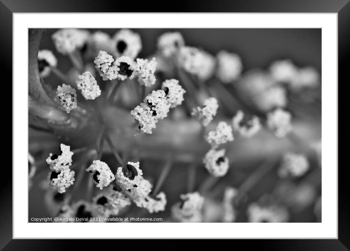 Sweet Pollen Framed Mounted Print by Angelo DeVal