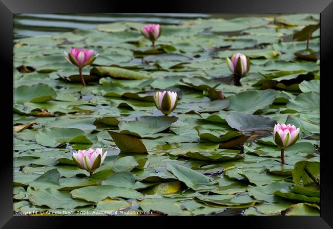 Water Lillies on Lake Framed Print by Angelo DeVal