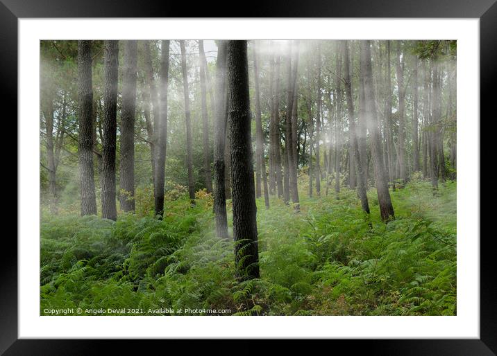 Trees, Fog and Nature in Carvalhais 3 Framed Mounted Print by Angelo DeVal