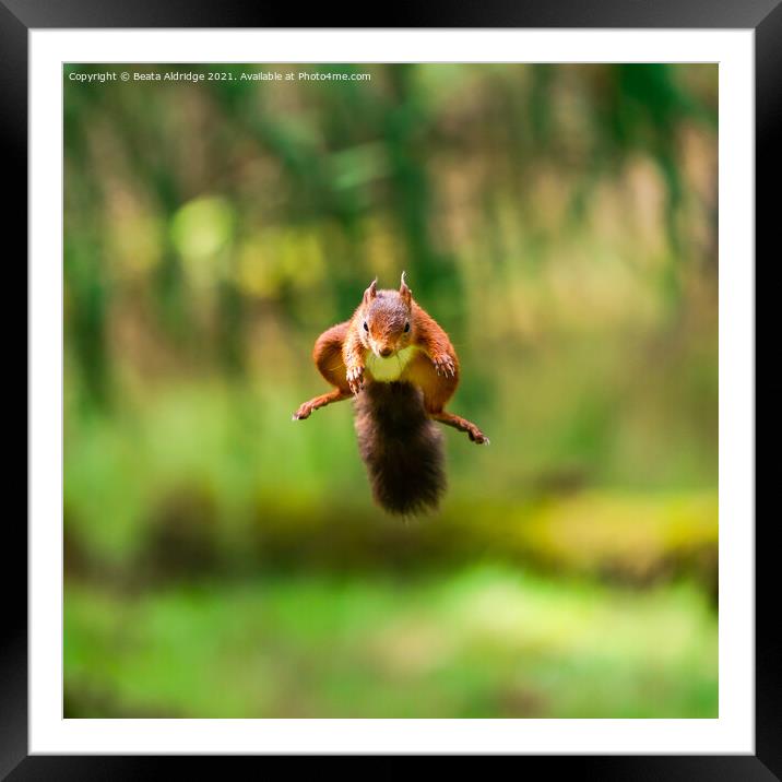 Red Squirrel jumping Framed Mounted Print by Beata Aldridge