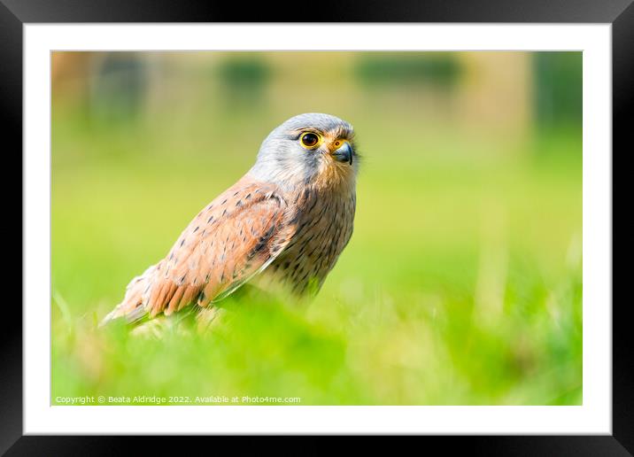 Common kestrel Framed Mounted Print by Beata Aldridge