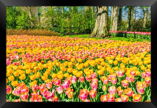 Keukenhof tulips Framed Print by Beata Aldridge