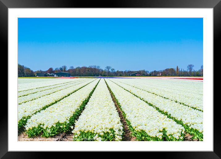 White tulips Framed Mounted Print by Beata Aldridge