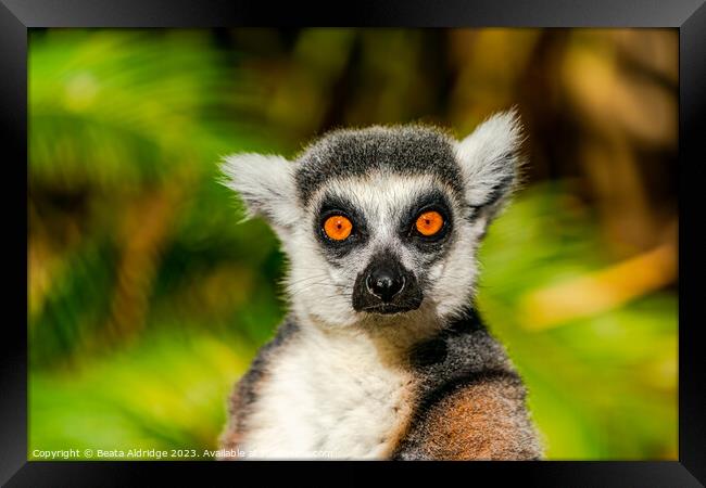 Ring-tailed lemur Framed Print by Beata Aldridge