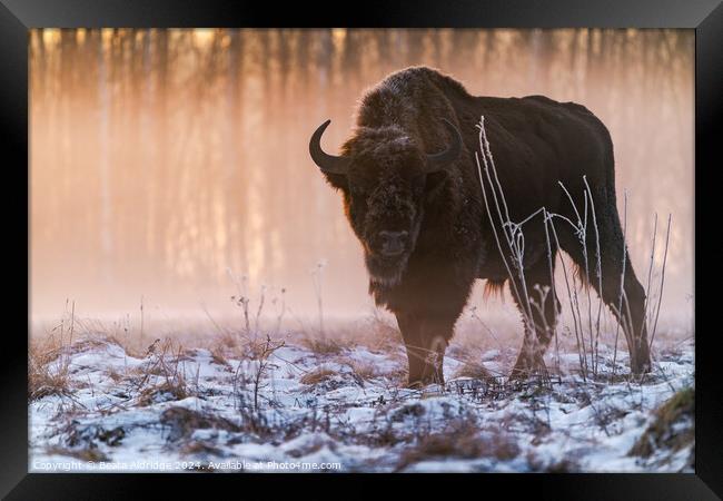 European bison (Bison bonasus) Framed Print by Beata Aldridge