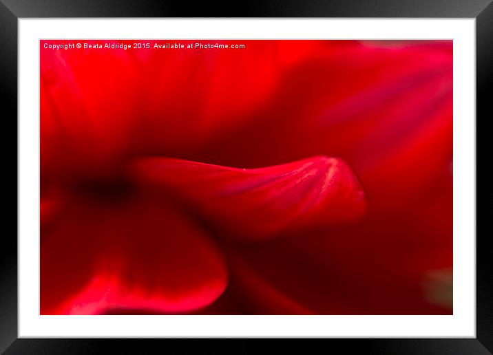  Red passion Framed Mounted Print by Beata Aldridge