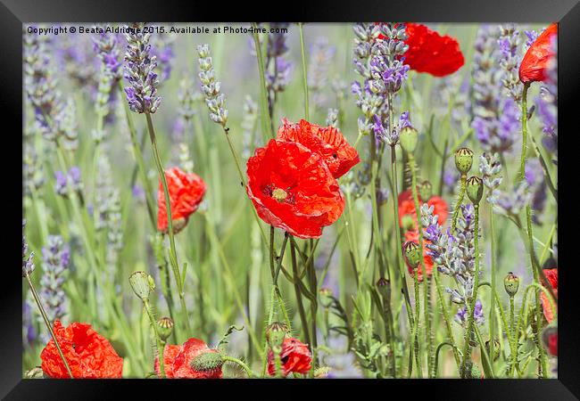  Poppies and lavender Framed Print by Beata Aldridge