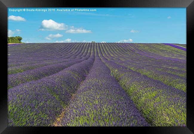 Lavender field Framed Print by Beata Aldridge
