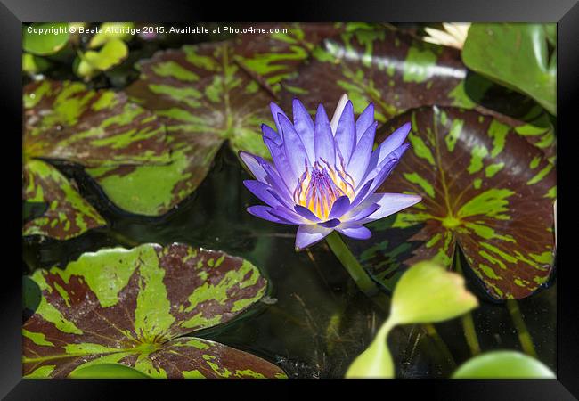 Blue water lily Framed Print by Beata Aldridge