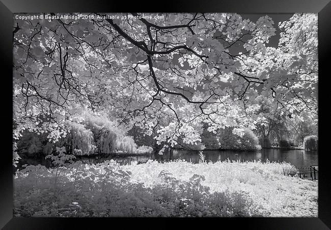 Infrared Park Framed Print by Beata Aldridge