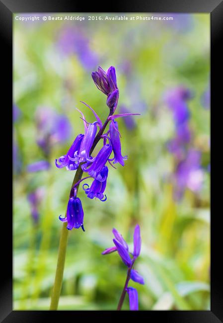 Bluebell flowers Framed Print by Beata Aldridge