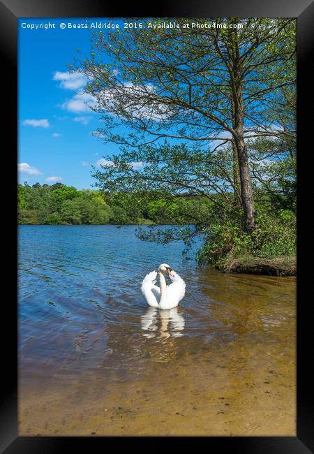 Swan lake Framed Print by Beata Aldridge